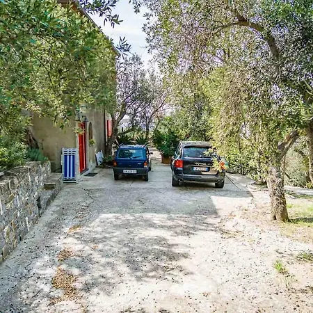 فيلة Casina Turritella *