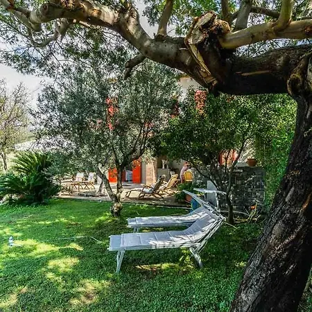 Casina Turritella *